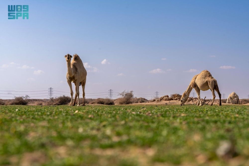 الإبل في فياض غرب رفحاء.. لوحة جمالية تجمع الطبيعة والتراث - واس