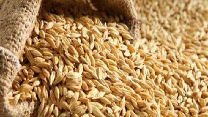 سعر طن الأرز الشعير اليوم