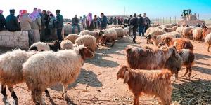 مربو مواشي يستهجنون سماح وزارة الزراعة باستيراد (120) ألف رأس من الأغنام السورية ويحذّرون من الاوبئة #عاجل - أرض المملكة