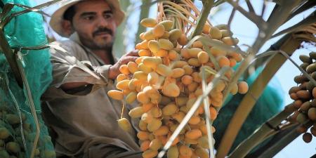 إعفاء العمالة الوافدة في القطاع الزراعي من الاشتراك بتأمين الشيخوخة والعجز الكلي - أرض المملكة