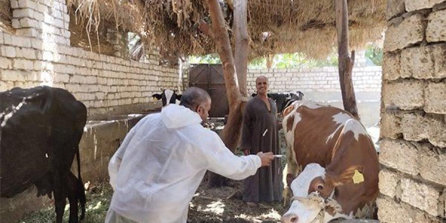 انطلاق الحملة القومية للتحصين ضد الجلد العقدي في الأبقار وجدري الأغنام والماعز بالمنيا - أرض المملكة