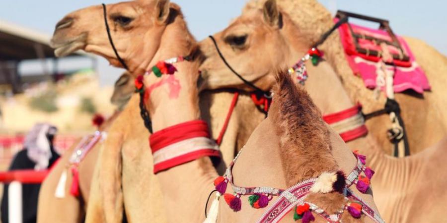 الإبل في مهرجان الظفرة.. مطرزة بخيوط الذهب - أرض المملكة