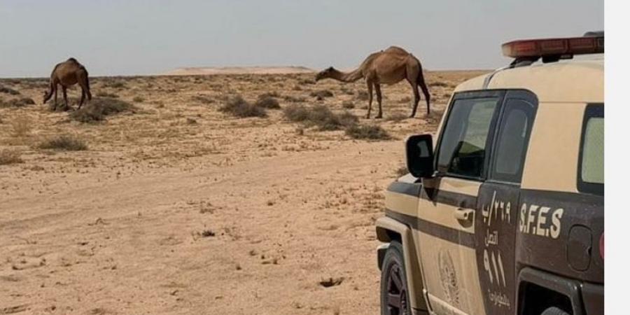 ضبط مواطن لارتكابه مخالفة الرعي في محمية الملك عبد العزيز - أرض المملكة