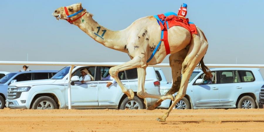 أكثر من 33 مليون مشاهد لمهرجان خادم الحرمين الشريفين  - أرض المملكة