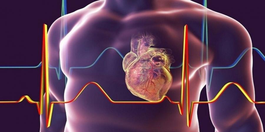 من هم الأكثر عرضة للنوبات القلبية؟ - أرض المملكة