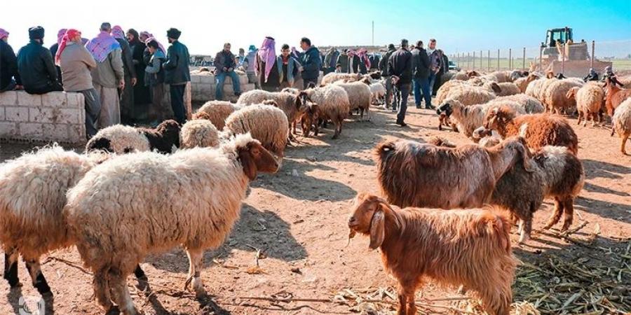 مربو مواشي يستهجنون سماح وزارة الزراعة باستيراد (120) ألف رأس من الأغنام السورية ويحذّرون من الاوبئة #عاجل - أرض المملكة