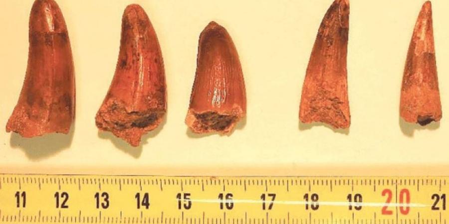 ضبط أسنان ديناصورات كبيرة في مركبة شحن بفرنسا.. ما القصة؟ - أرض المملكة