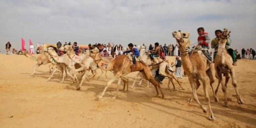 بمشاركة الدول العربية انطلاق مهرجان الهجن بالاسماعيلية 26 فبراير - أرض المملكة