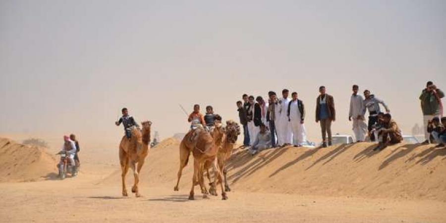 انطلاق مهرجان الهجن في الإسماعيلية غدا.. اعرف المكان والفعاليات - أرض المملكة