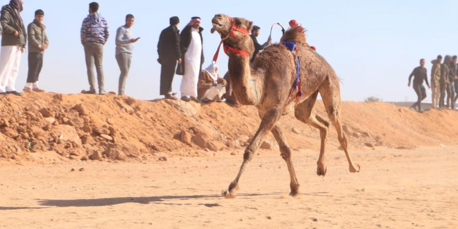 بمشاركة ثلاث دول عربية.. اليوم الأول لسباق الهجن بالاسماعيلية - أرض المملكة